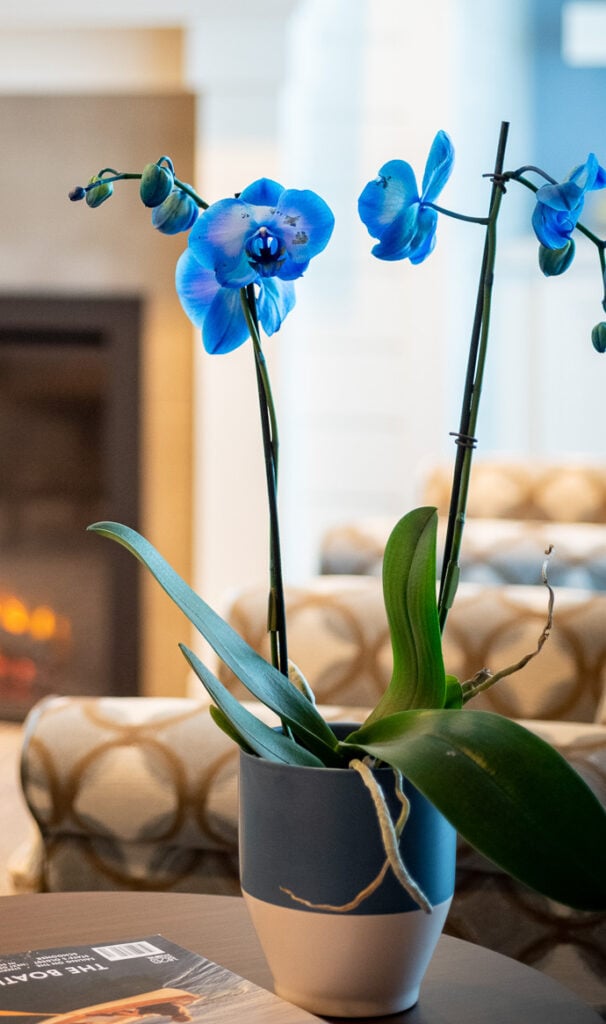 Blue flowers in a vase.